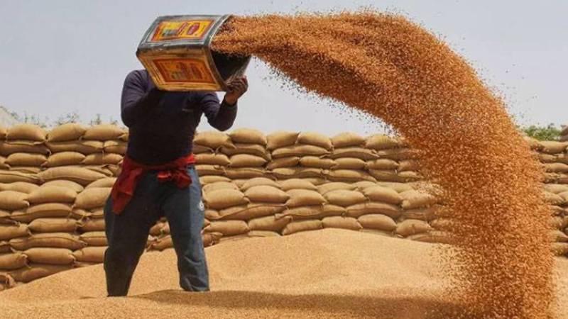 گھوٹکی میں گندم کی فصل مارکیٹ میں پہنچ گئی، سرکاری خریداری مراکز غیر فعال، کاشتکار پریشان