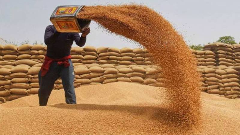 پنجاب میں گندم خریداری مہم کا باقاعدہ آغاز، کسانوں کو مفت باردانہ اور فوری ادائیگی کی فراہمی