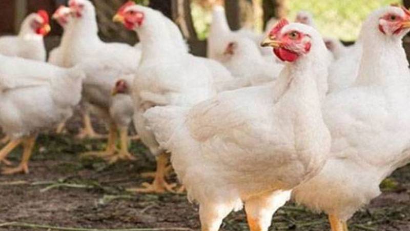 برائلر گوشت کی قیمت مستحکم لیکن اوور چارجنگ سے شہری پریشان 