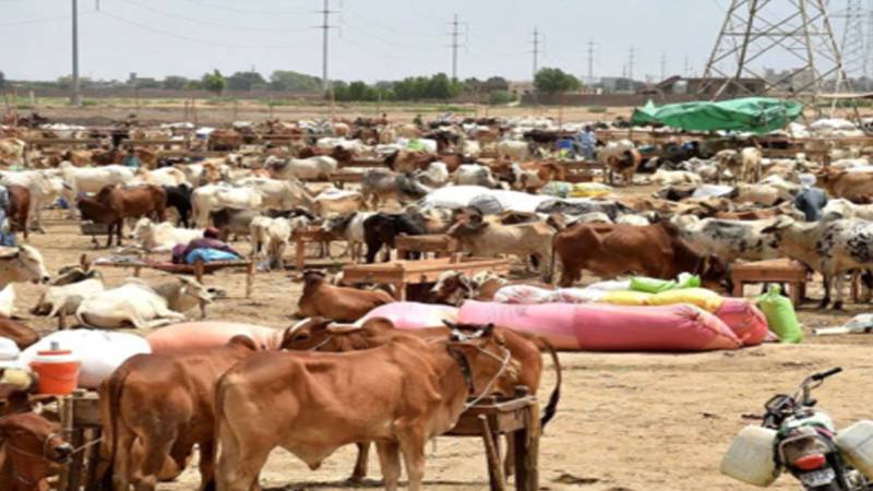 کراچی: بلدیہ عظمیٰ کو شہر کے مختلف مقامات پر مویشی منڈیاں لگانے کی منظوری دیدی گئی 