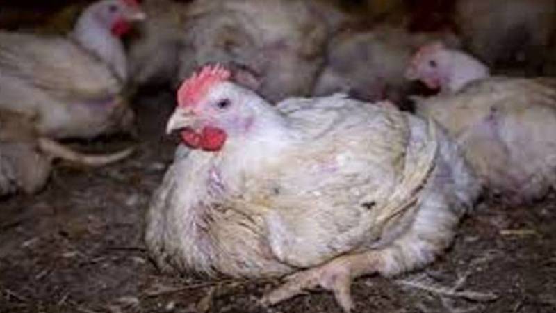 برڈ فلو کا پھیلاؤ: چکن اور انڈوں کی فروخت پر پابندی، صورتحال ہنگامی بن گئی 