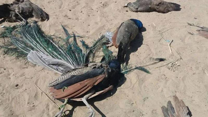 ننگر پارکر میں ہیٹ اسٹروک، 13 مور جان کی بازی ہار گئے