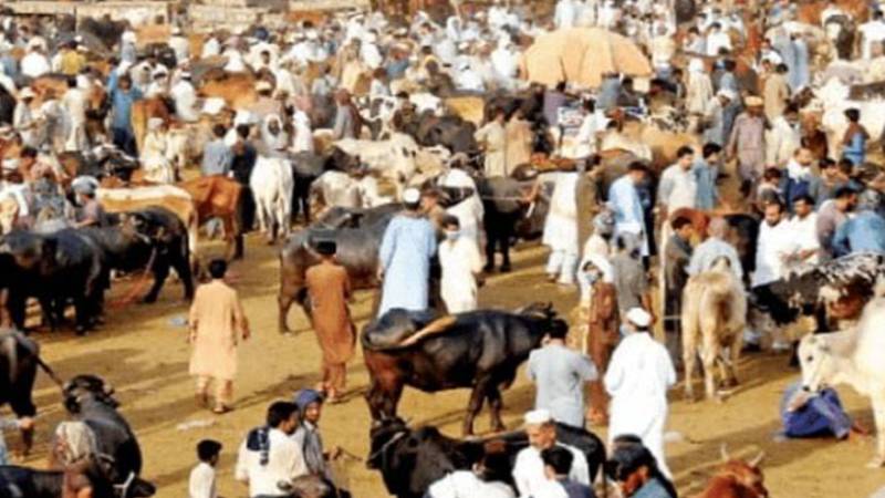 جانوروں کی خریداری میں فراڈ اور نوسربازی کے خلاف کارروائی کا حکم