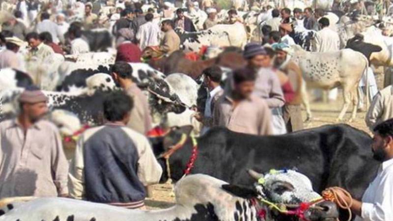 عیدالاضحیٰ کی سہولت کے لیے شہر میں 6 مویشی منڈیاں آج سے فعال، خصوصی انتظامات اور سہولیات کا اعلانیہ 