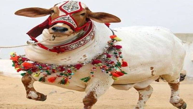 نواب شاہ: مویشی منڈی میں بیل کے حملے سے کمسن بچہ جاں بحق