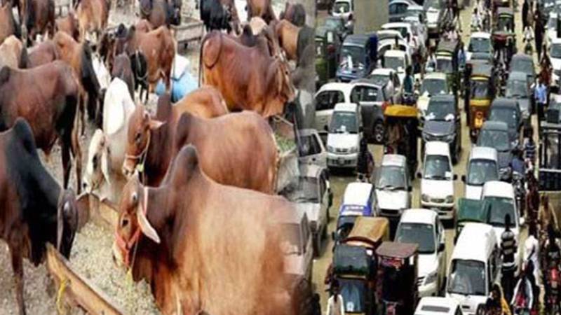 مویشی منڈیوں کیلئے ٹریفک انتظامات مکمل، 200 سے زائد وارڈنز تعینات