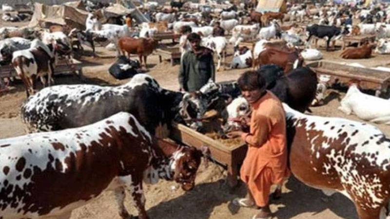 سگیاں مویشی منڈی میں قربانی کے جانوروں کی خرید و فروخت میں تیزی