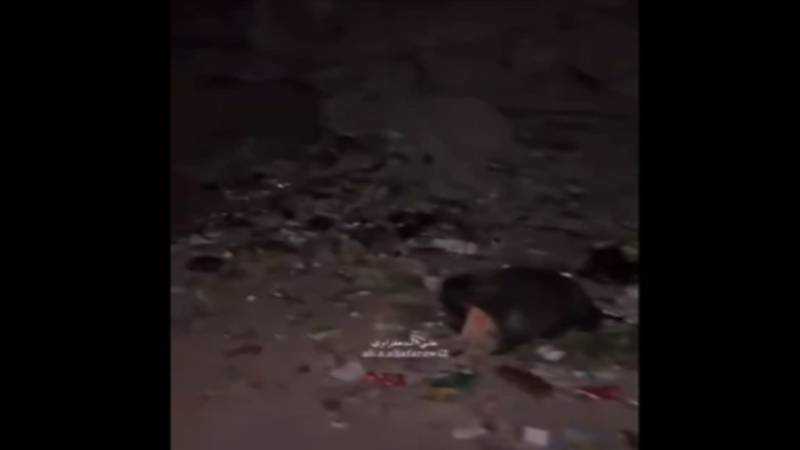 غزہ: صفائی کا نظام درہم برہم، خیمہ بستیوں کے قریب چوہوں کی موجودگی