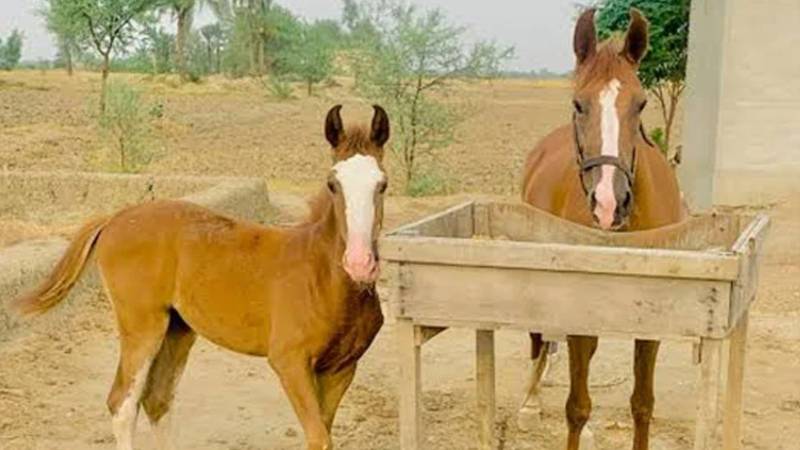 شیخوپورہ میں افسوسناک حادثہ، گھوڑے کی لات لگنے سے بچہ دیوار سے ٹکرا کر جاں بحق