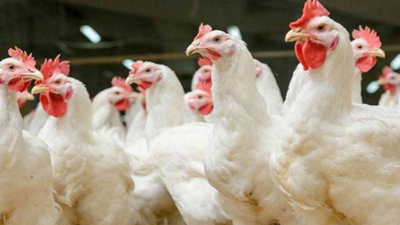 مارکیٹ میں برائلر مرغی کی قیمتیں سرکاری نرخ سے تجاوز کرنے لگیں