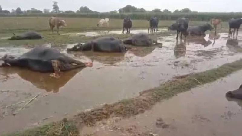 بھیرہ: سیم نالہ کی دلدل میں 20 بھینسیں پھنسیں، 13 ہلاک، 7 کو ریسکیو کیا گیا