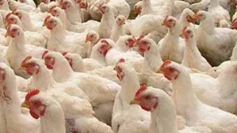 مرغی کا گوشت سرکاری نرخ سے تجاوز کرتے ہوئے مہنگے داموں فروخت
