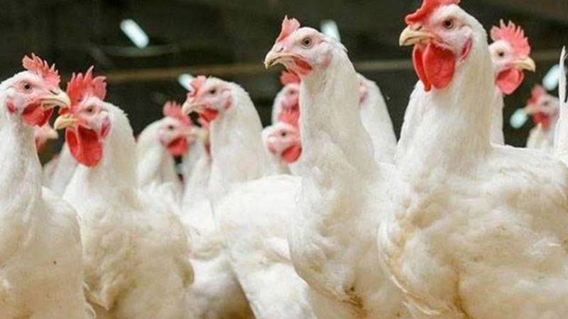 مرغی کا گوشت سرکاری نرخ سے مہنگا فروخت ہونے لگا
