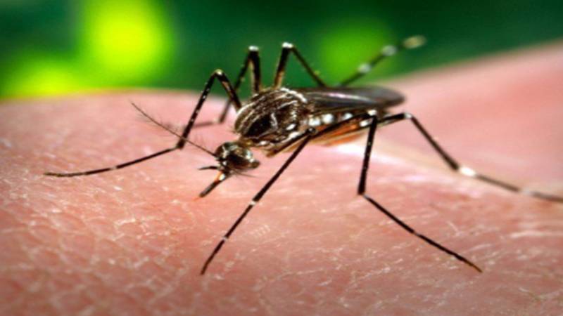 خیبر پختونخوا کے دو اضلاع میں ڈینگی کا خطرہ بڑھ گیا، ہائی رسک قرار